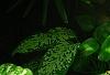 Adiantum peruvianum, habit