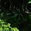 Adiantum peruvianum, habit