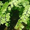 Adiantum peruvianum, habit