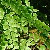 Adiantum peruvianum, habit