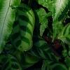Pteris cretica, leaves