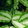 Pteris cretica, leaves