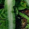 Pteris cretica, leaves