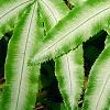 Pteris cretica, leaves