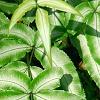 Pteris cretica, leaves