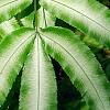 Pteris cretica, leaves