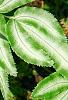 Pteris cretica, leaves