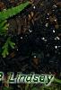 Pteris cretica, leaves