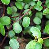 Muehlenbeckia axillaris, leaves