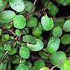 Muehlenbeckia axillaris, leaves