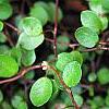 Muehlenbeckia axillaris, leaves