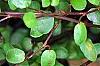 Muehlenbeckia axillaris, leaves