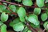 Muehlenbeckia axillaris, leaves