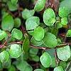 Muehlenbeckia axillaris, leaves