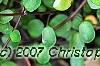 Muehlenbeckia axillaris, leaves