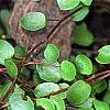 Muehlenbeckia axillaris, leaves