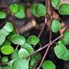 Muehlenbeckia axillaris, leaves