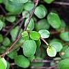 Muehlenbeckia axillaris, leaves