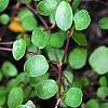 Muehlenbeckia axillaris, leaves