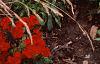 Polygonum affine 'Darjeeling Red', habit