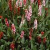 Polygonum affine 'Darjeeling Red', habit