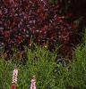 Polygonum affine 'Darjeeling Red', habit