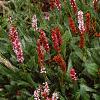 Polygonum affine 'Darjeeling Red', habit