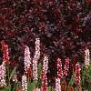 Polygonum affine 'Darjeeling Red', habit