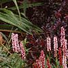 Polygonum affine 'Darjeeling Red', habit