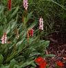 Polygonum affine 'Darjeeling Red', habit