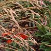 Polygonum affine 'Darjeeling Red', habit