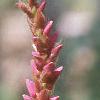 Persicaria amplexicaulis 'Atrosanguinea', flowers