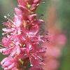 Persicaria amplexicaulis 'Atrosanguinea', flowers