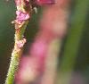 Persicaria amplexicaulis 'Atrosanguinea', flowers