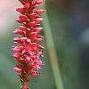 Persicaria amplexicaulis 'Firetail', flowers