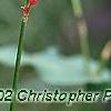 Persicaria amplexicaulis 'Firetail', flowers