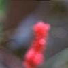 Persicaria amplexicaulis 'Firetail', flowers