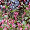 Persicaria orientale, habit