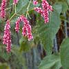 Persicaria orientale, habit