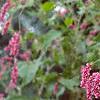 Persicaria orientale, habit