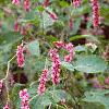 Persicaria orientale, habit