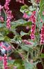 Persicaria orientale, habit