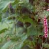 Persicaria orientale, habit