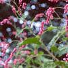 Persicaria orientale, habit