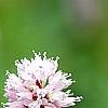 Polygonum butora 'Superbum', flowers