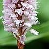 Polygonum butora 'Superbum', flowers