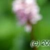 Polygonum butora 'Superbum', flowers