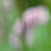 Polygonum butora 'Superbum', flowers