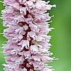 Polygonum butora 'Superbum', flowers