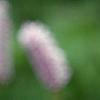 Polygonum butora 'Superbum', flowers